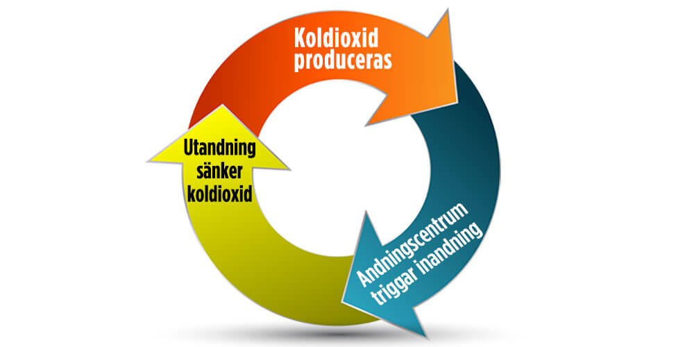 medveten andning koldioxid styr andningen